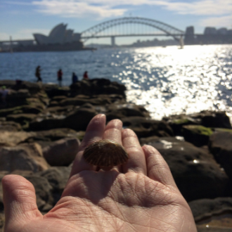 Hand holding a seashell with the Sydney Opera House and Harbour Bridge in the background